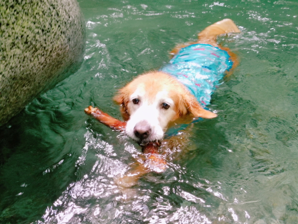 愛犬と遊べる穴場の川スポットの見つけ方 犬活日記