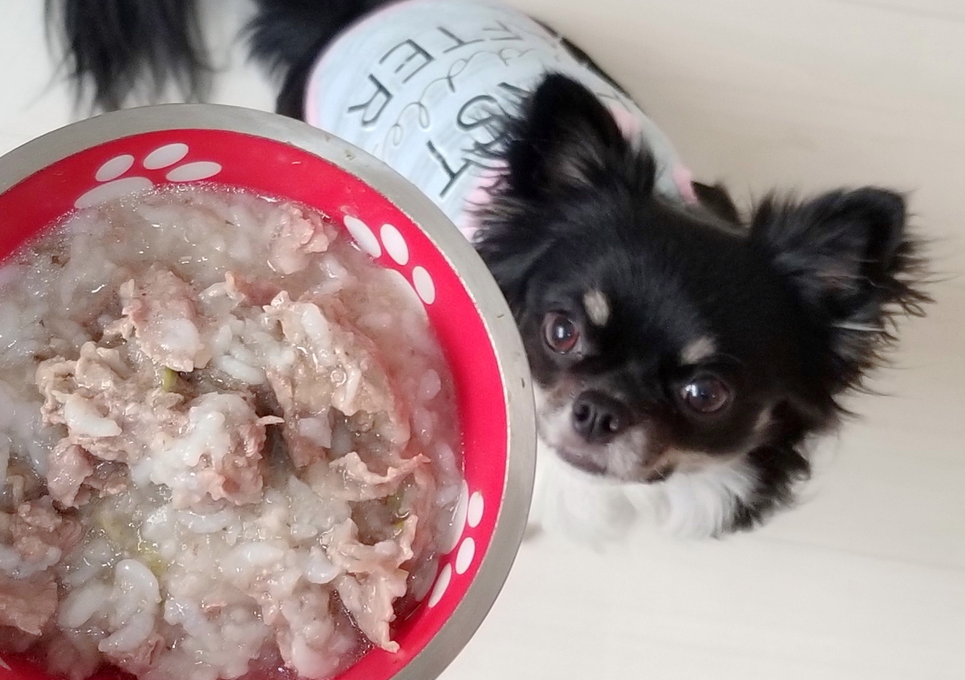 コストコのラム肉で作る手作りごはん 犬活日記