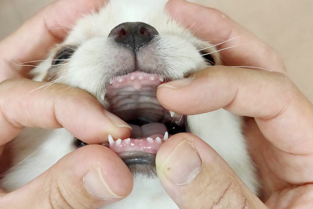 チワワの乳歯が生えてこない 犬活日記 チワワの乳歯が生えてこない 犬活日記