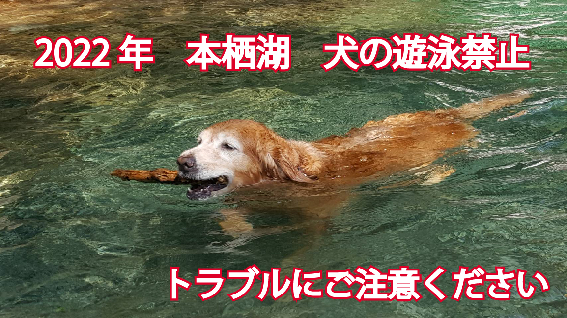 本栖湖で愛犬とsupしようとしたら22年から犬遊泳禁止になっていた 犬活日記