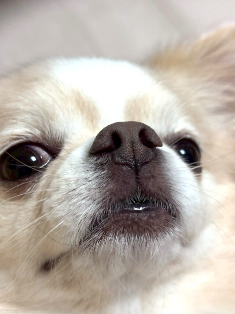 鼻に傷をうけたチワワ完治の様子