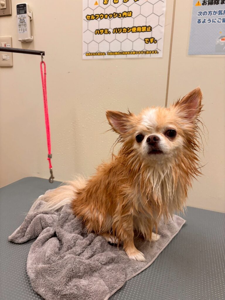 カインズ秦野店のセルフシャンプー室で乾かす犬