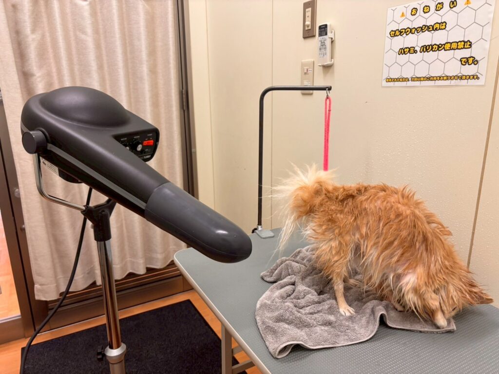 カインズ秦野店のセルフシャンプー室で乾かす犬