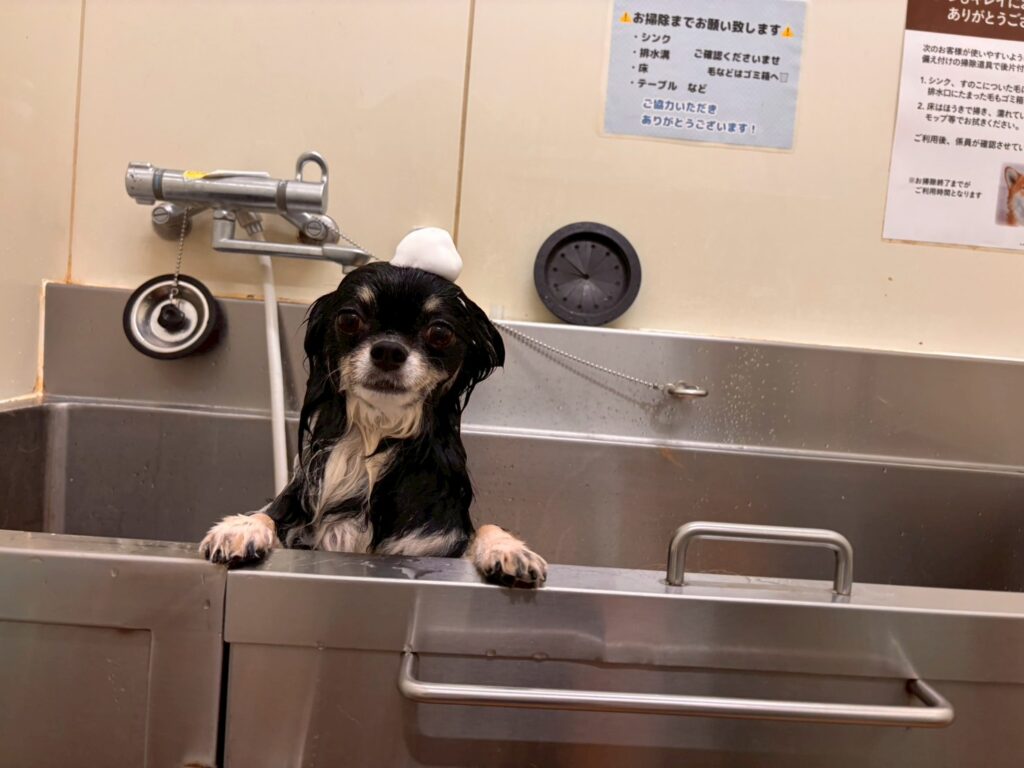 カインズ秦野店のセルフシャンプーで洗われる犬