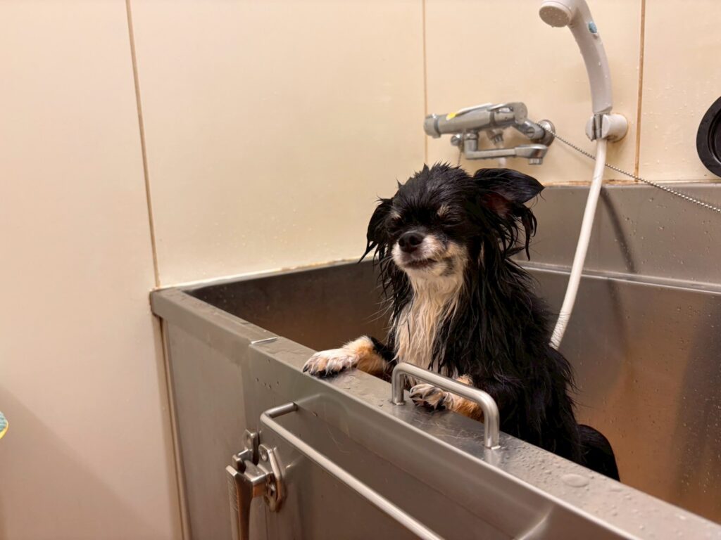 カインズ秦野店のセルフシャンプーで洗われる犬