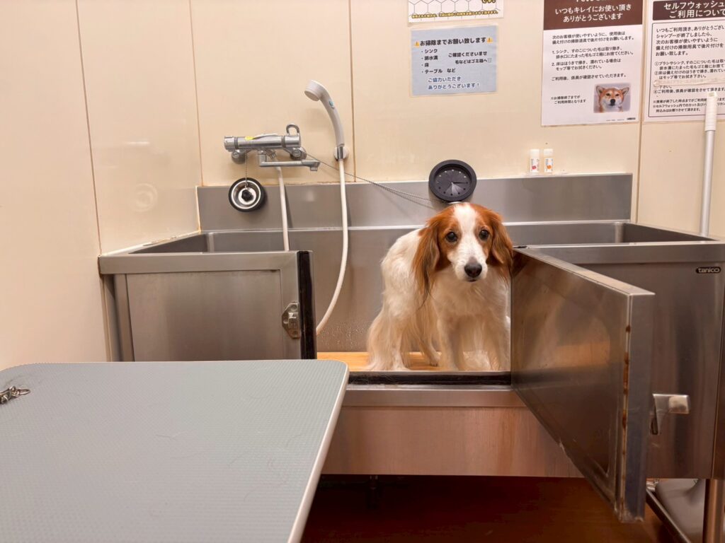カインズ秦野店のセルフシャンプーで洗われる犬