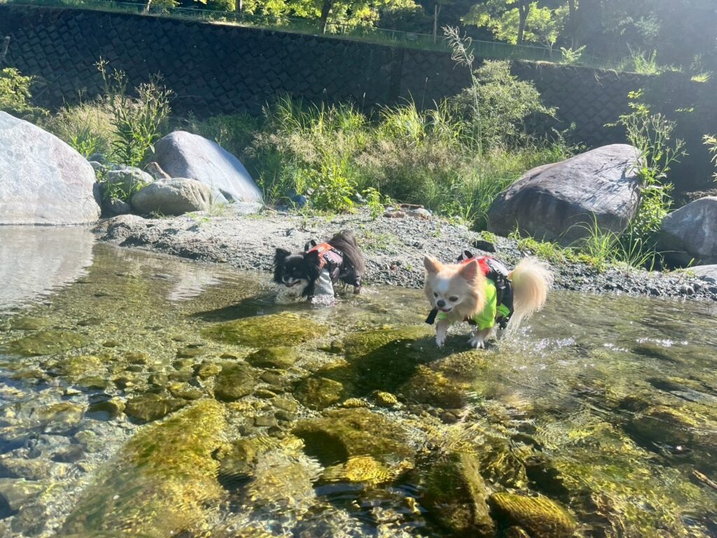 西丹沢の川遊びするチワワ
